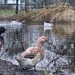 Nemo * Ellingstedt